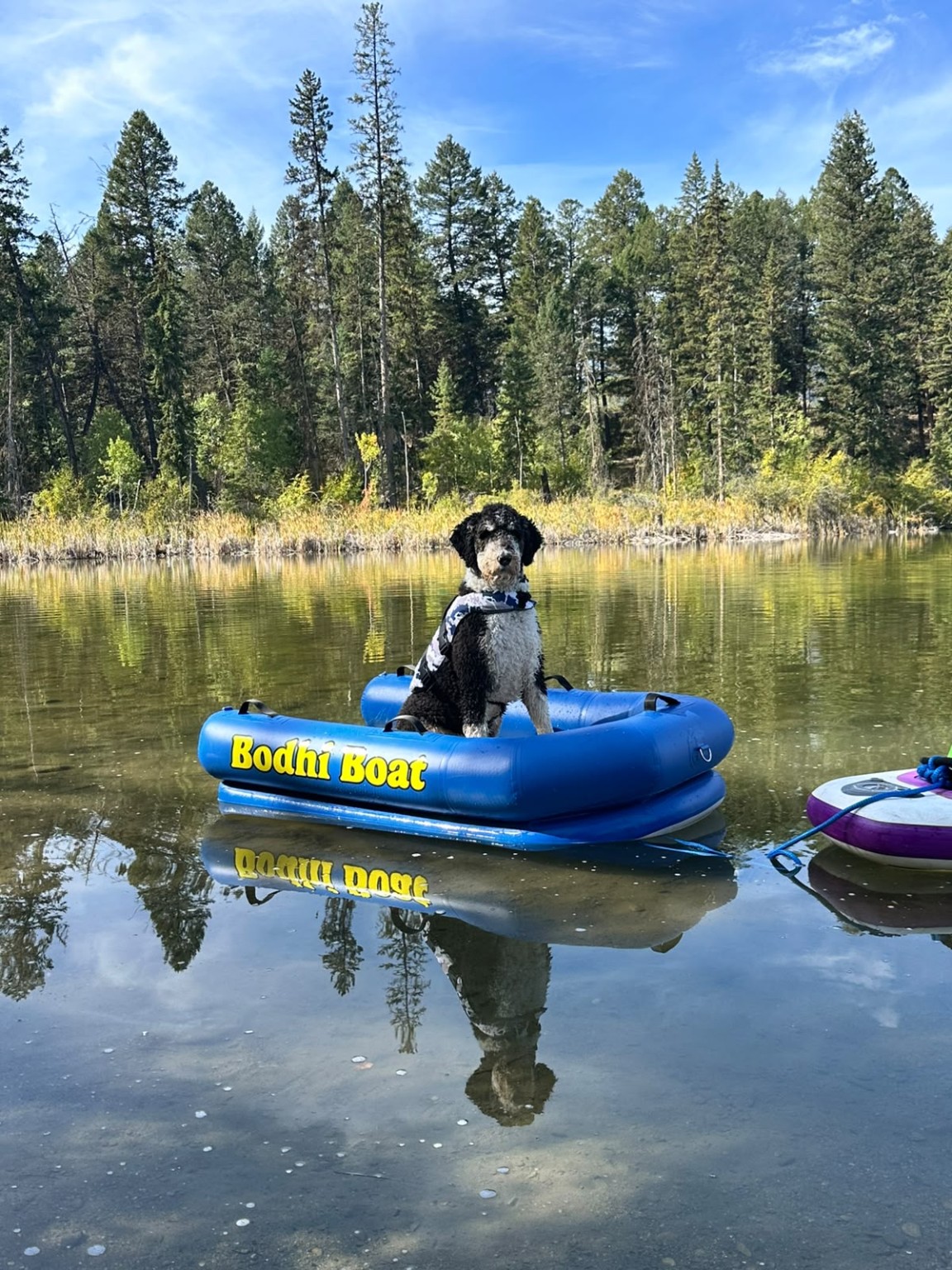 Bodhi the Aussie Mountain Doodle sitting happily in his Bodhi Boat wearing a life vest